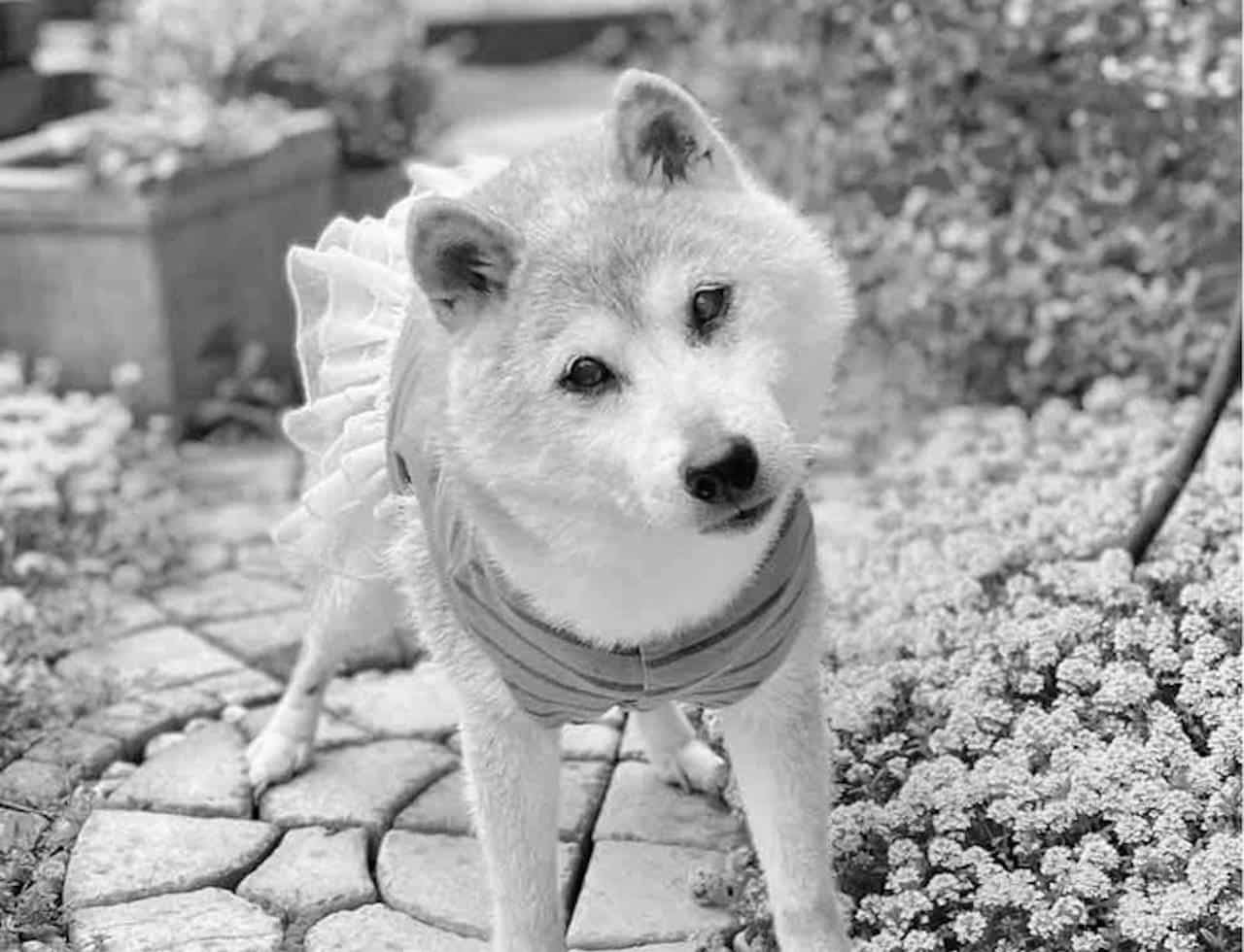 Odszedł Kabosu – legendarny „pieseł” shiba inu firmujący Dogecoin