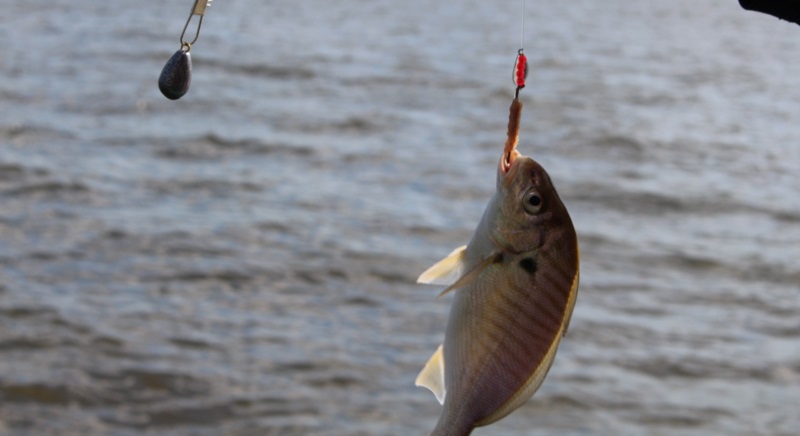 Czy można łowić na dwie wędki na żywca?