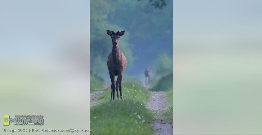 Niezwykłe nagranie: Młody wilk i jeleń razem w Puszczy Niepołomickiej [WIDEO]. Mamy komentarz leśnika