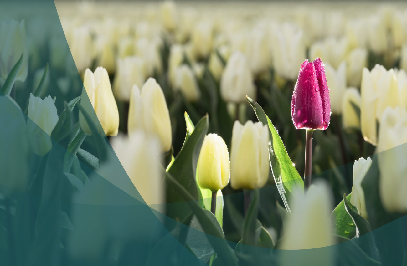 Holendrzy boją się o swoje dane osobowe