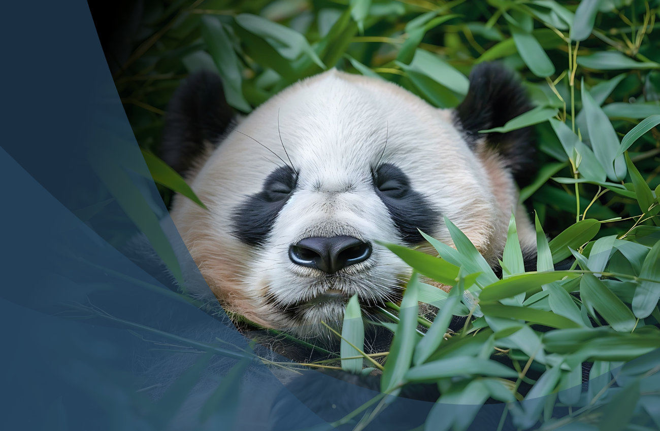 Wyciek danych z platformy Pandabuy dotknął 1,3 miliona użytkowników